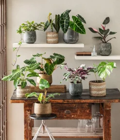 Dehner Raritäten|Grünpflanzen > Korbmarante - Calathea cultivars 'White Fusion'