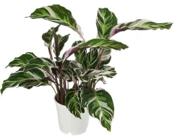 Dehner Raritäten|Grünpflanzen > Korbmarante - Calathea cultivars 'White Fusion'