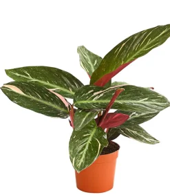 Dehner Calathea & Alocasia|Grünpflanzen > Korbmarante - Calathea cultivars, verschiedene Sorten
