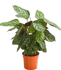 Dehner Calathea & Alocasia|Grünpflanzen > Korbmarante - Calathea cultivars, verschiedene Sorten