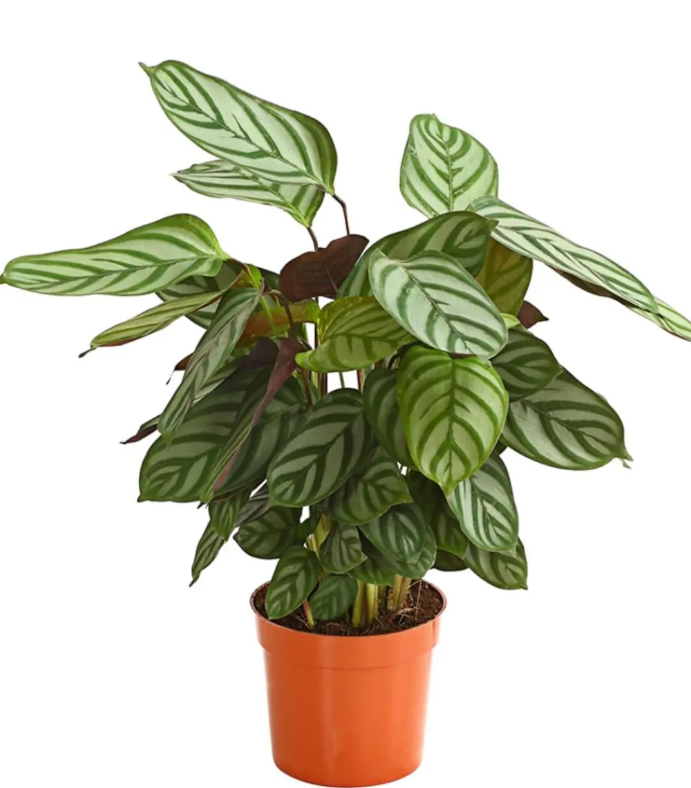 Dehner Calathea & Alocasia|Grünpflanzen > Korbmarante - Calathea cultivars, verschiedene Sorten