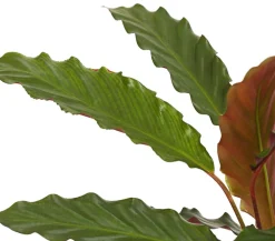 Dehner Calathea & Alocasia|Grünpflanzen > Korbmarante - Calathea cultivars, verschiedene Sorten
