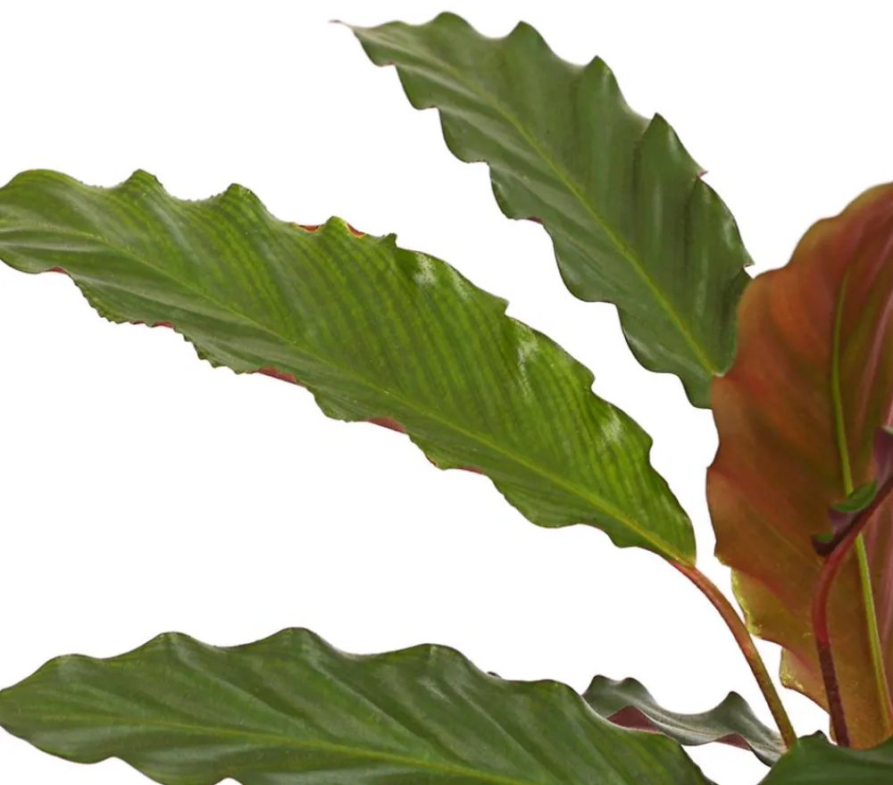 Dehner Calathea & Alocasia|Grünpflanzen > Korbmarante - Calathea cultivars, verschiedene Sorten