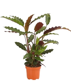 Dehner Calathea & Alocasia|Grünpflanzen > Korbmarante - Calathea cultivars, verschiedene Sorten