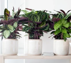 Dehner Calathea & Alocasia|Grünpflanzen - Korbmarante - Calathea cultivars, verschiedene Sorten Bunt