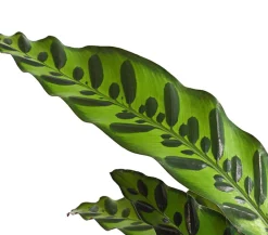 Dehner Calathea & Alocasia|Grünpflanzen - Korbmarante - Calathea cultivars, verschiedene Sorten Bunt