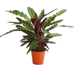 Dehner Calathea & Alocasia|Grünpflanzen - Korbmarante - Calathea cultivars, verschiedene Sorten Bunt
