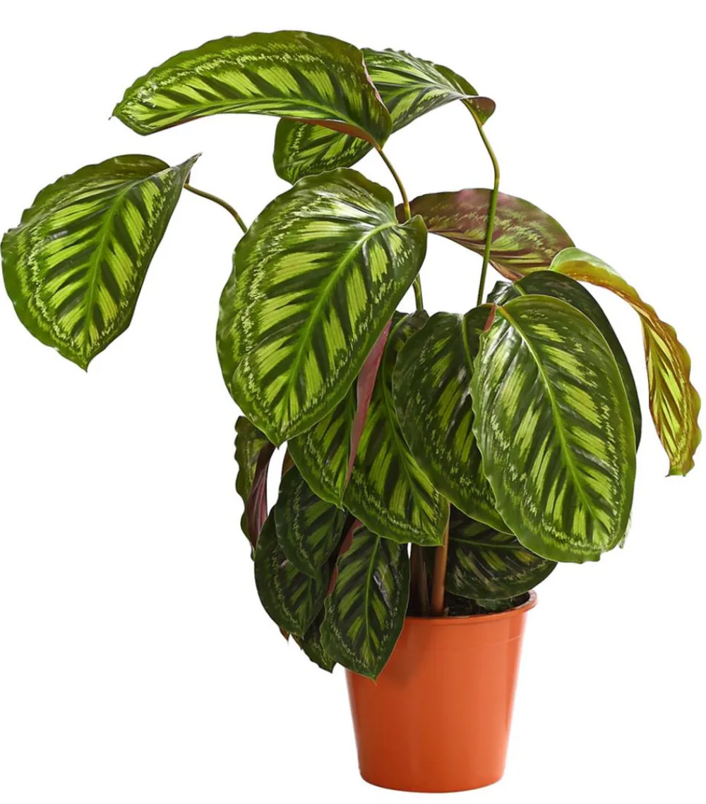 Dehner Calathea & Alocasia|Grünpflanzen - Korbmarante - Calathea cultivars, verschiedene Sorten Bunt