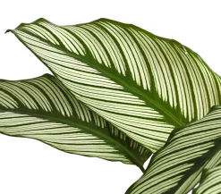 Dehner Calathea & Alocasia|Grünpflanzen - Korbmarante - Calathea cultivars, verschiedene Sorten Bunt