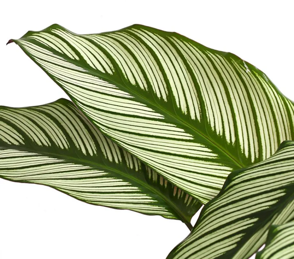 Dehner Calathea & Alocasia|Grünpflanzen - Korbmarante - Calathea cultivars, verschiedene Sorten Bunt