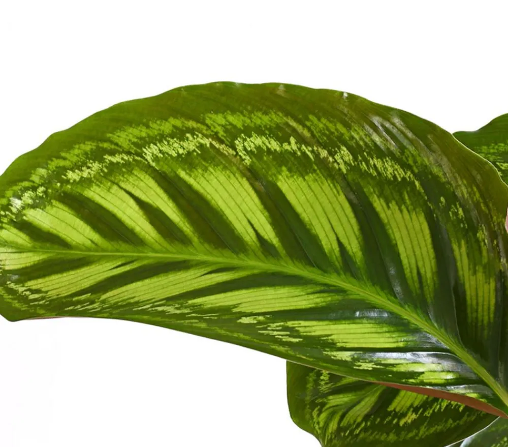 Dehner Calathea & Alocasia|Grünpflanzen - Korbmarante - Calathea cultivars, verschiedene Sorten Bunt