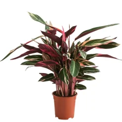 Dehner Calathea & Alocasia|Grünpflanzen - Korbmarante - Calathea cultivars, verschiedene Sorten Bunt