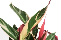 Dehner Calathea & Alocasia|Grünpflanzen - Korbmarante - Calathea cultivars, verschiedene Sorten Bunt