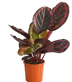 Dehner Korbmarante - Calathea 'Dottie' Best