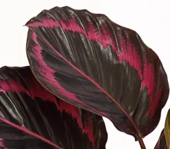 Dehner Korbmarante - Calathea 'Dottie' Best
