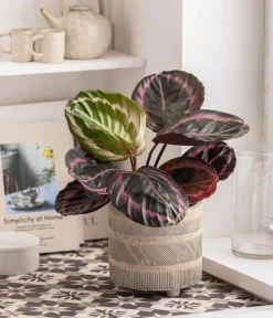 Dehner Korbmarante - Calathea 'Dottie' Best