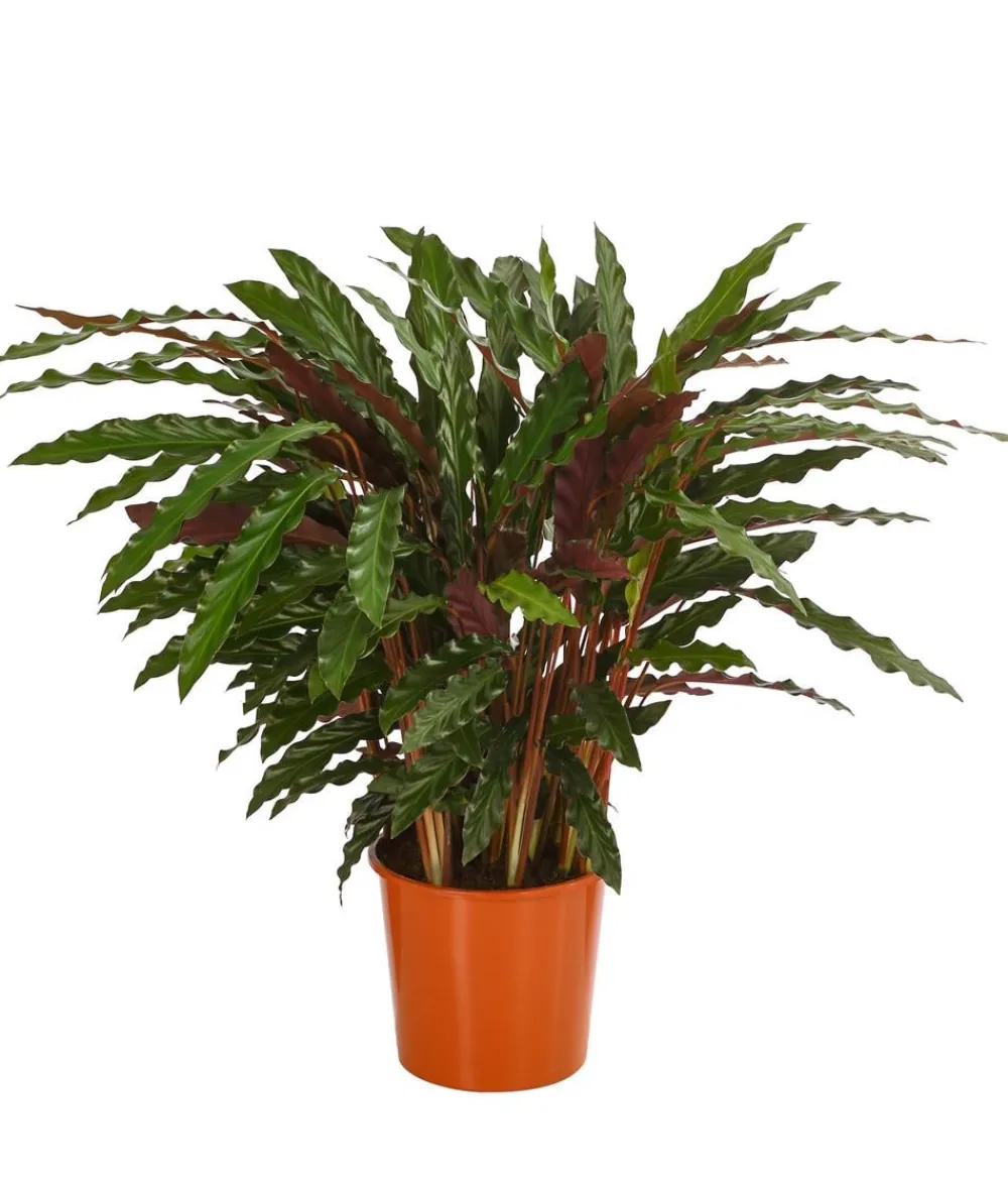 Dehner Calathea & Alocasia|Grünpflanzen > Korbmarante - Calathea 'Elger Grass'