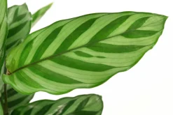 Dehner Calathea & Alocasia|Grünpflanzen - Korbmarante - Calathea 'Freddy'