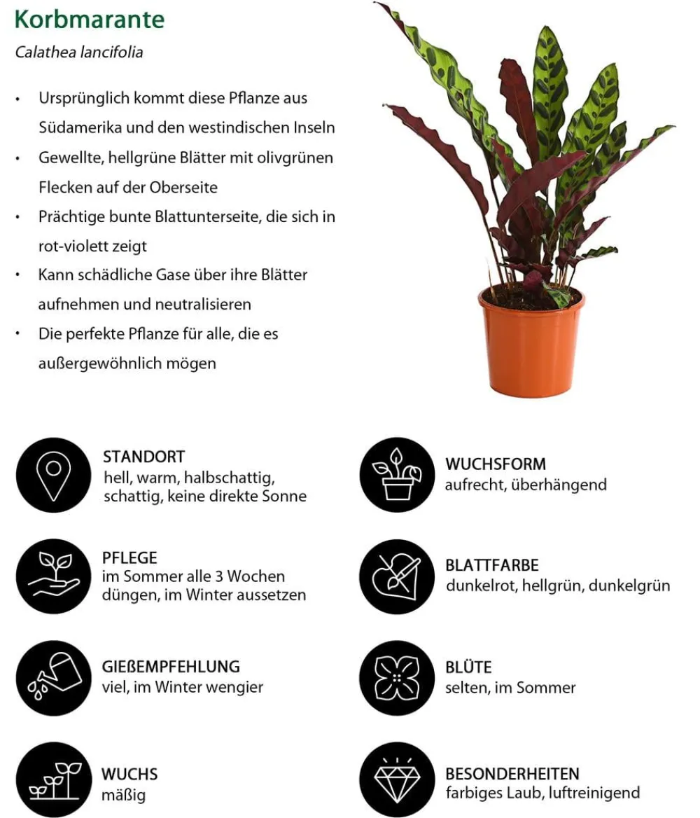 Dehner Calathea & Alocasia|Grünpflanzen > Korbmarante - Calathea lancifolia