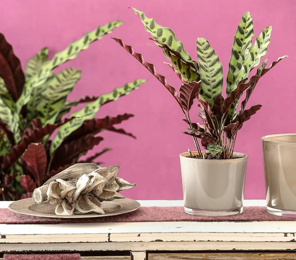 Dehner Calathea & Alocasia|Grünpflanzen > Korbmarante - Calathea lancifolia