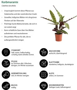 Dehner Korbmarante - Calathea lancifolia New