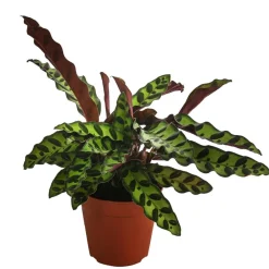 Dehner Calathea & Alocasia|Grünpflanzen - Korbmarante - Calathea lancifolia