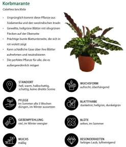 Dehner Calathea & Alocasia|Grünpflanzen - Korbmarante - Calathea lancifolia