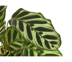 Dehner Calathea & Alocasia|Grünpflanzen > Korbmarante - Calathea makoyana