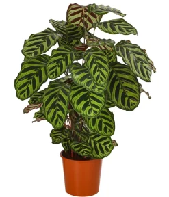 Dehner Calathea & Alocasia|Grünpflanzen > Korbmarante - Calathea makoyana
