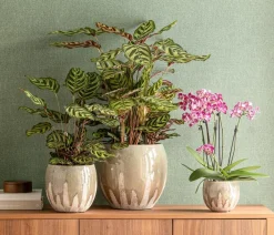 Dehner Calathea & Alocasia|Grünpflanzen > Korbmarante - Calathea makoyana