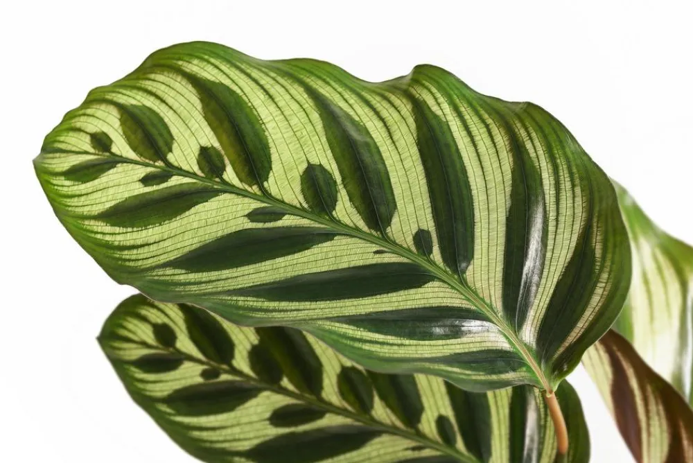 Dehner Calathea & Alocasia|Grünpflanzen > Korbmarante - Calathea makoyana