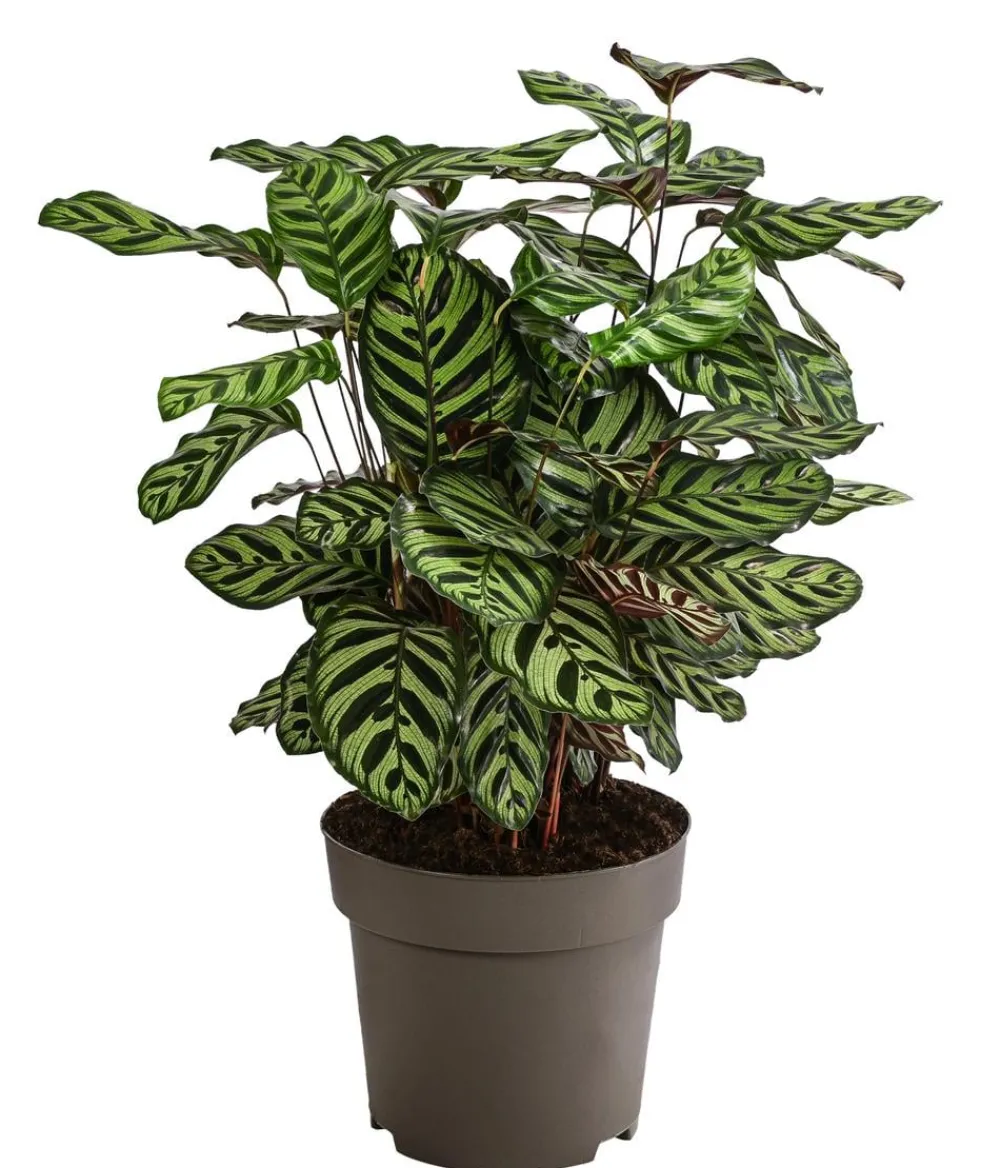 Dehner Korbmarante - Calathea makoyana Discount