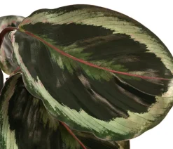 Dehner Calathea & Alocasia - Korbmarante - Calathea 'Marion'