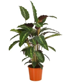 Dehner Korbmarante - Calathea 'Maui Queen'