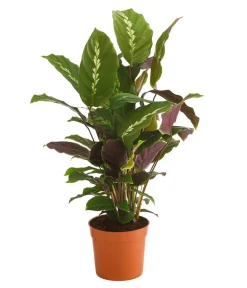 Dehner Calathea & Alocasia|Grünpflanzen - Korbmarante - Calathea 'Maui Queen'