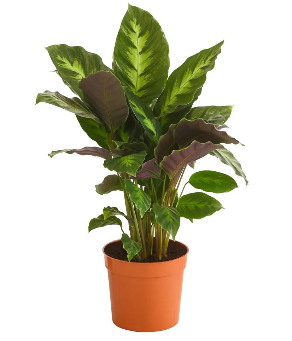 Dehner Korbmarante - Calathea 'Misto' Hot