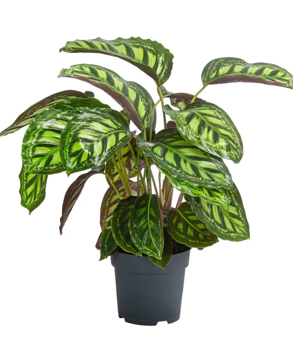 Dehner Raritäten|Calathea & Alocasia > Korbmarante - Calathea 'Moonlight'