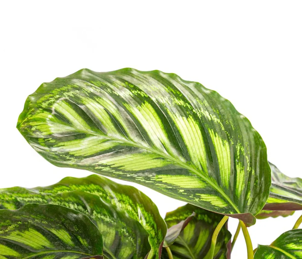 Dehner Raritäten|Calathea & Alocasia > Korbmarante - Calathea 'Moonlight'
