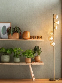 Dehner Calathea & Alocasia|Grünpflanzen > Korbmarante - Calathea mosaica