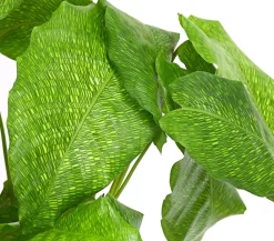 Dehner Calathea & Alocasia|Grünpflanzen > Korbmarante - Calathea mosaica
