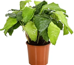 Dehner Calathea & Alocasia|Grünpflanzen - Korbmarante - Calathea mosaica