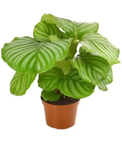 Dehner Korbmarante - Calathea orbifolia Hellgrün