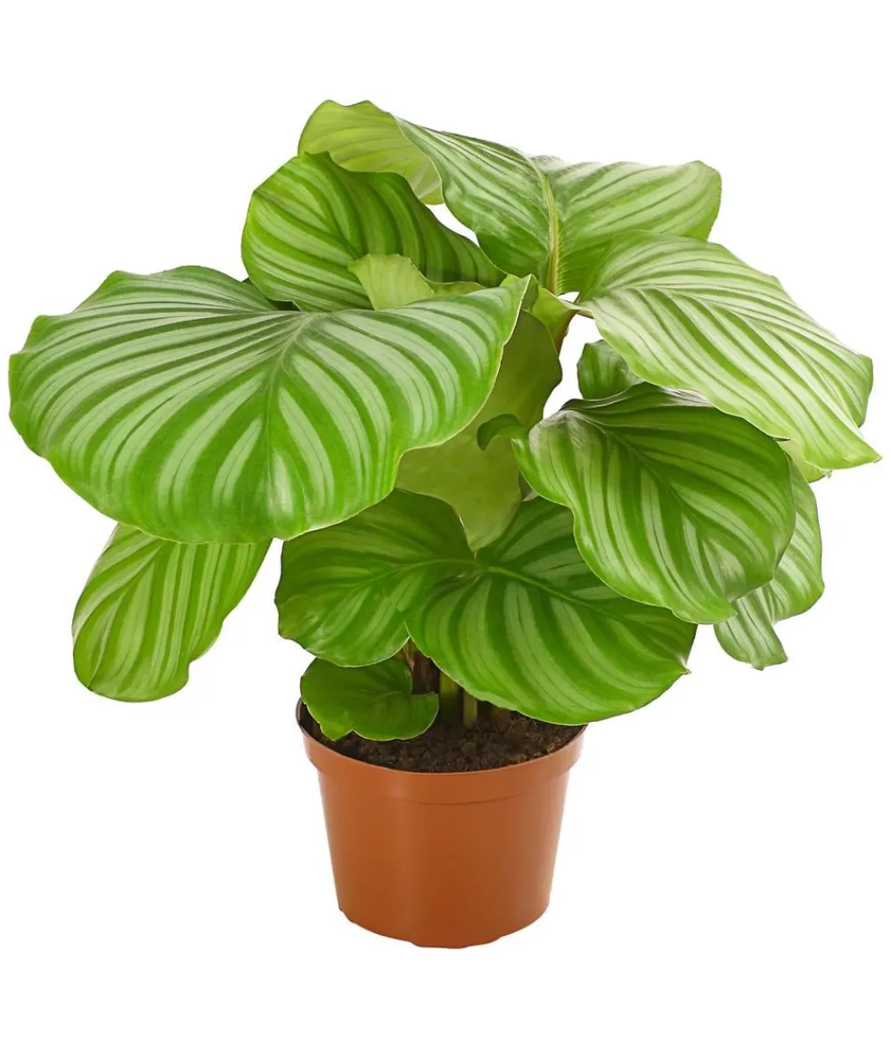 Dehner Korbmarante - Calathea orbifolia Hellgrün