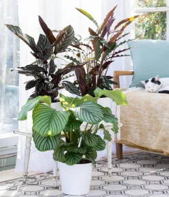 Dehner Calathea & Alocasia|Grünpflanzen - Korbmarante - Calathea orbifolia Hellgrün