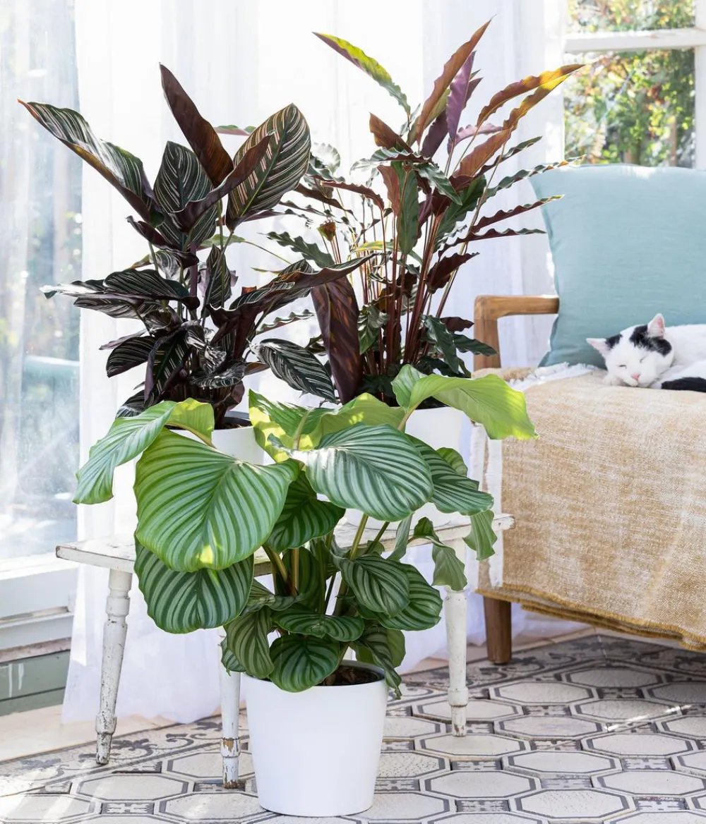 Dehner Calathea & Alocasia|Grünpflanzen - Korbmarante - Calathea orbifolia Hellgrün