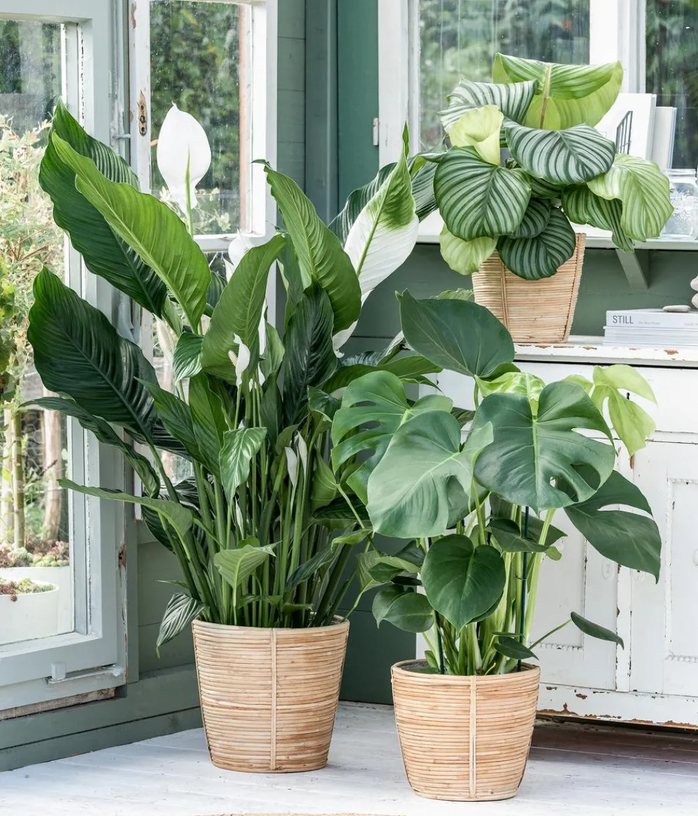 Dehner Calathea & Alocasia|Grünpflanzen - Korbmarante - Calathea orbifolia Hellgrün
