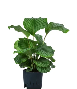 Dehner Calathea & Alocasia|Hydropflanzen - Korbmarante - Calathea orbifolia, Hydrokultur Hellgrün