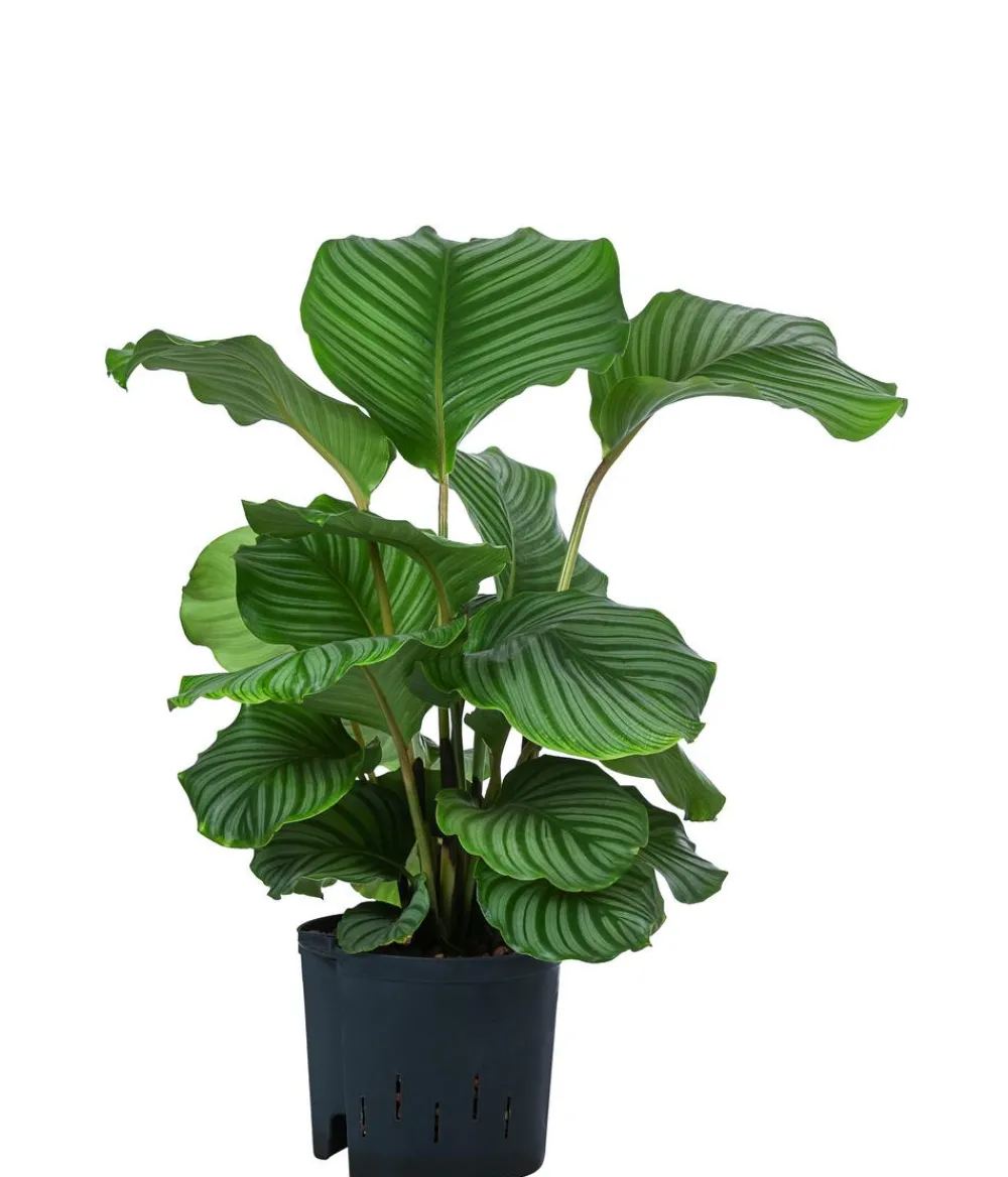 Dehner Calathea & Alocasia|Hydropflanzen - Korbmarante - Calathea orbifolia, Hydrokultur Hellgrün