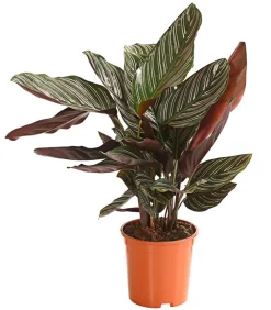 Dehner Calathea & Alocasia|Grünpflanzen > Korbmarante - Calathea ornata