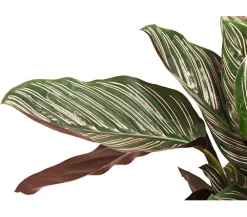 Dehner Calathea & Alocasia|Grünpflanzen > Korbmarante - Calathea ornata